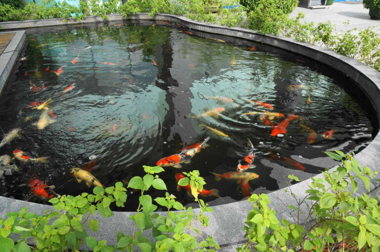 Koi Fish