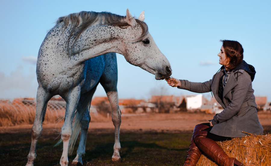 Horse-Assisted Recovery