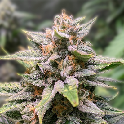 Exploring the World of Marijuana Seeds Nunavut