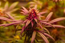 Exploring the World of Marijuana Seeds Nunavut
